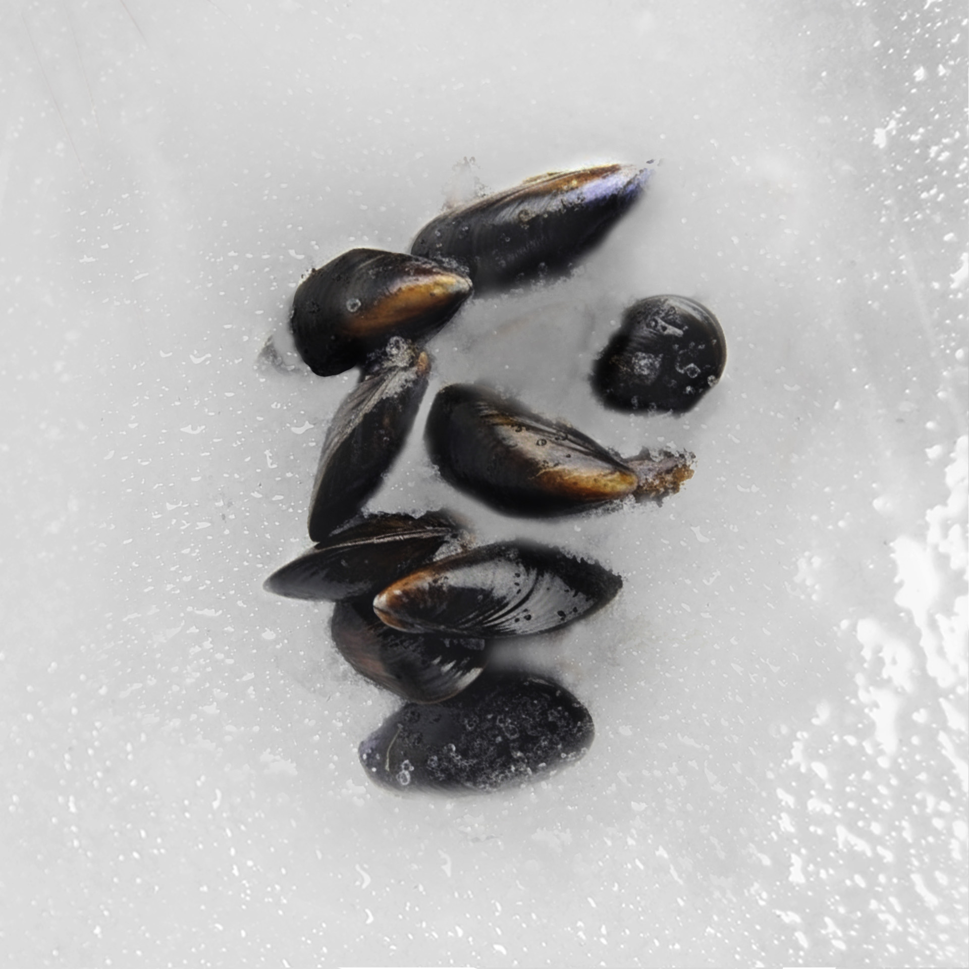 mussel-Chilling